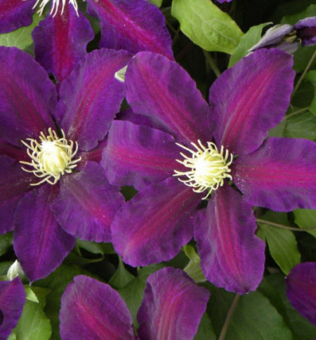 Clematite Lech Kaczynski (1.5 m in ghiveci de 2 L) cu petale rosu visinii spectaculoase, cataratoare Clematis