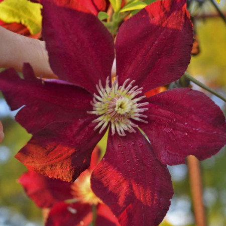 Clematite Mazowsze (1.5 m in ghiveci de 2 L), tufa ornamentala cataratoare Clematis, hibrid cu flori mari, catifelate, de culoare roz-rosiatic si sepale galbene