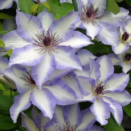 Clematite Misayo (1.5 m in ghiveci de 2 L), tufa ornamentala cataratoare Clematis, hibrid japonez cu flori mari, intr-o combinatie speciala de roz-violet pe margini si alb-roz in centrul petalelor