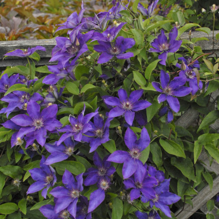 Clematite The President (ghiveci 2 L), tufa ornamentala cataratoare Clematis, flori mari, stelate, colorate in albastru-mov inchis