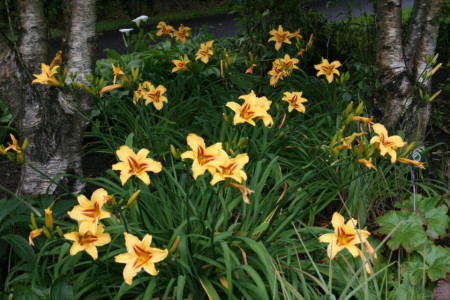 Crin Hemerocallis Bonanza (ghiveci 1,5 L), crin de o zi cu flori superbe galben-aurii si centrul purpuriu inchis
