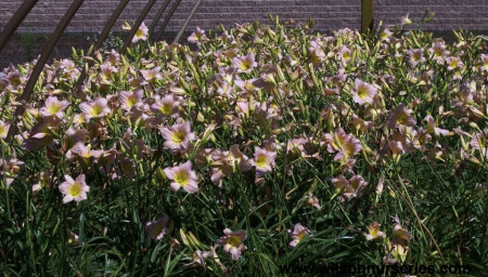Crin Hemerocallis Catharina Woodberry (ghiveci 1,5 L), crin de o zi cu flori colorate in roz delicat si galben fin