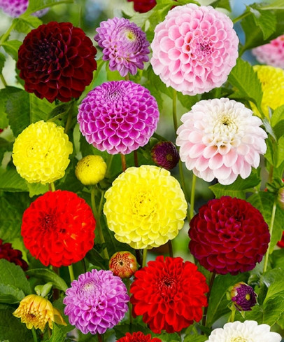 Dalia Pompon (60 seminte) de dalia mix pompon flori in forma unui glob, Opal