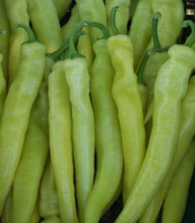 Daras F1 (500 seminte) ardei iute cu fructe ascutite, De Ruiter Seeds