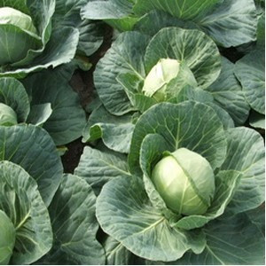 Delight Ball F1 (5 gr) seminte varza alba extratimpurie, Mikado