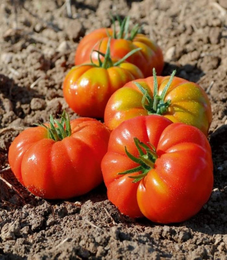 Delizia F1 (250 seminte) rosii ce prezinta legare buna capacitate de productie ridicata si in conditii de temperaturi scazute, Clause