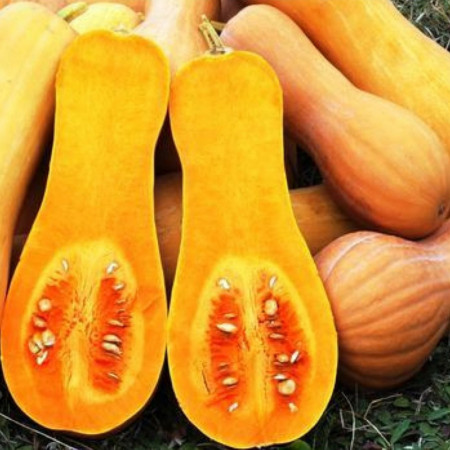 Dovleac Waltham Butternut (15 seminte) seminte dovleac placintar in forma de para, Chemyfarm