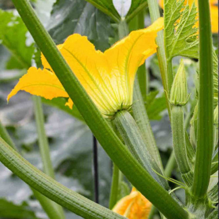 Dovlecel Black Beauty (21 seminte) dovlecel zucchini soi productiv, fara vrej, Agrosem