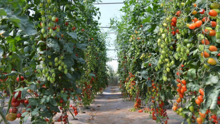 Ferdinand F1 (250 seminte) tomate cherry timpurii, fructe aromate datorita gradelor de brix (continut de zahar 8 - 9), Fito Semillas