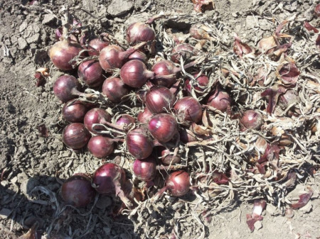 Fiamma F1 (10.000 seminte) de ceapa rosie foarte productiva cu bulb de culoare rosie ferm si rotund foarte apreciata de cultivatori cu maturitate de 110 zile, Cora Seeds