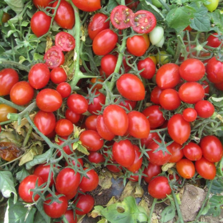 Frassino F1 - 1000 sem - Seminte de rosii cu crestere determinata cu fructe uniforme productive de culoare rosie avand o greutate medie de 20-30 gr/fruct de la United Genetics
