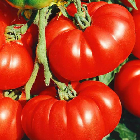 Gigant Rosu BG (150 seminte) tomate gigant soi clasic bulgaresc, carnos si suculent tip Beef, Agrara