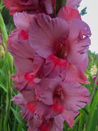 Gladiole Old Spice (7 bulbi) gladiole cu flori mari cu petale ondulate intr-o combinatie unica de portocaliu si violet-purpuriu, bulbi de flori, Agrosem