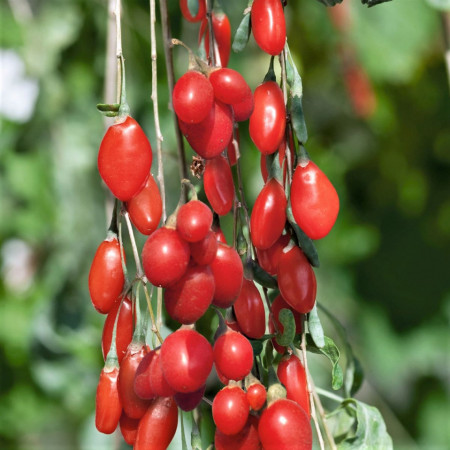 Goji Sweet Berry, rasad de Goji Berry, arbust peren rezistent la seceta, cu fructe mari de 2 cm si gust dulce, Yurta