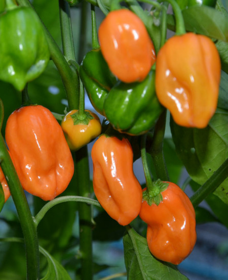 Habanero portocaliu Orange (20 seminte), ardei iute tip chili, Florian