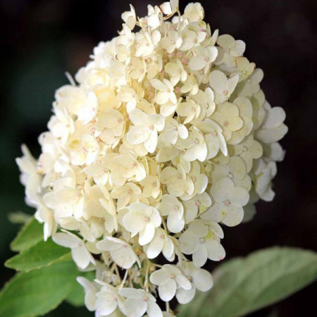 Hortensie Grandiflora, arbust ornamental cu flori grupate in buchete conice, albe, cu parfum delicat, Yurta