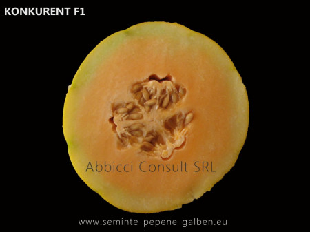 Konkurent F1 - 100 gr - Seminte de Pepene Galben Bulgaresc Extratimpuriu Extraordinar Konkurent F1