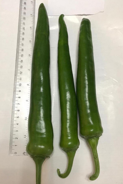 Lapid F1 (500 seminte) ardei iute timpuriu de culoare verde inchis, pentru spatii protejate, Seminis