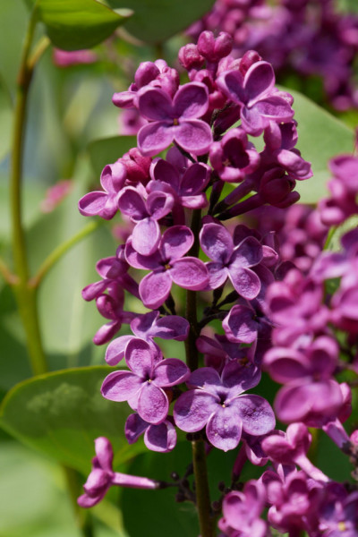 Liliac Andenken an Ludwig Spath, arbust ornamental cu flori grupate in buchete conice, mov închis, plăcut parfumat, 1 arbust de 1,5-2 m inaltime, Yurta