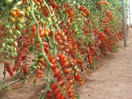Lobello F1 - 500 sem - Seminte de rosii cherry crestere nedeterminata cu fructe alungite de culoare rosie ce rezista foarte bine la variatiile de temperatura productie timpurie si aroma remarcabila de la Esasem
