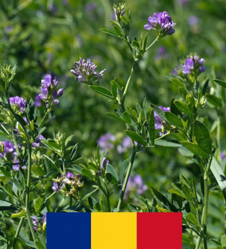 Lucerna Dobrogea (10 kg) seminte lucerna soi romanesc, rezistenta ridicata la seceta, C1 ,drajata, 4 Agro
