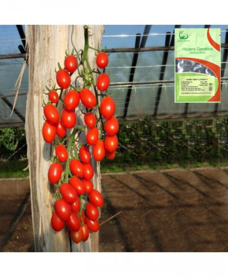 Lucinda F1 (100 seminte) Seminte Rosii Tip Cherry Prunisoare Nedeterminata, HazeraGenetics
