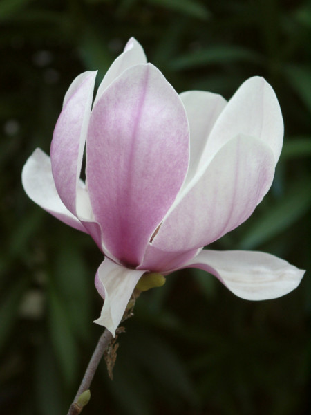 Magnolie soulangeana (ghiveci 2L), flori mari, forma de clopot, colorate in roz la exterior si albe la interior