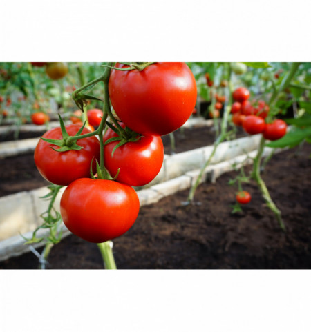 Mahitos F1 (10 seminte) tomate cu crestere nedeterminata de tip beef, Rijk Zwaan