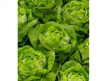 Mahonia (1000 seminte) salata drajate cu frunze mari textura neteda si o culoare verde crud ce se remarca prin faptul ca formeaza capatani de dimensiuni mari, Rijk Zwaan