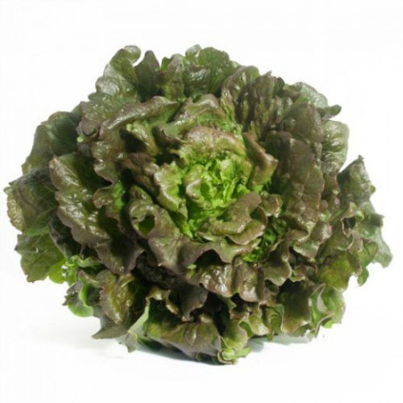 Maravilla de Verano (2 gr) seminte de salata frunze roscat-verzui, usor ondulate, crocante si foarte gustoase, Agrosem
