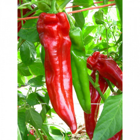 Mattadores F1 (250 seminte) ardei kapia, tip Corno di toro rosu, Profit Seeds