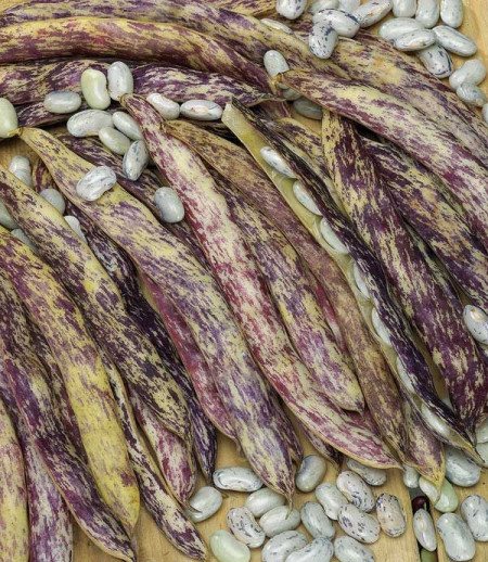 Meraviglia del Piemonte (150 gr) seminte de fasole pitica lata, tarcata cu striatiuni mov, Agrosem