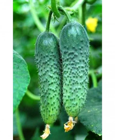 Merengue F1 (1000 seminte) castraveti tip cornichon, Seminis