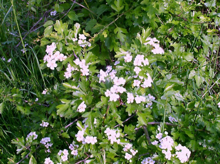 Oregano alb Medicinala (Maghiran de Iarna) (0.15 grame) seminte Plante Medicinale de la Opal