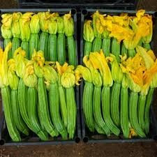 Pantheon F1 (100 seminte) de dovlecei de tip Romanesco-Fiorentino cu fructe uniforme de culoare verde deschis cilindrice foarte bune pentru consum in stare proaspata dar si pentru procesare, ISI Sementi