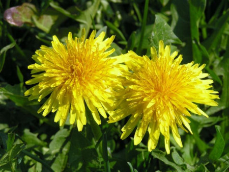 Papadie - 1 gr - Seminte de Papadie in Latina taraxacum officinalis de la Laktofol
