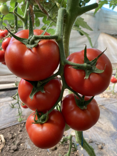 Paronema F1 (500 seminte), tomate nedeterminate, recomandate pentru cultivare în spații protejate, pe toate ciclurile de producție, Syngenta