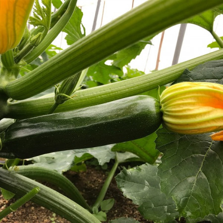 Party F1 ISI 76143 (100 seminte) dovlecei cu fruct de culoare verde stralucitor inchis la partea exterioara si lungime medie de 18-20 cm ce se remarca prin productivitatea sa ridicata, ISI Sementi