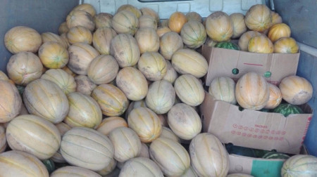 Pepene Galben Pobeditel F1 (100 gr) seminte de pepene galben feliati cu aroma excelenta Pobeditel, IZK Bulgaria