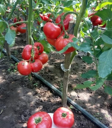 Pink Treat F1 (100 seminte) de rosii roz cu fructe rotunde usor aplatizate, Takii Seeds