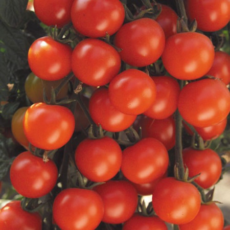 PONTICA - 0.5 gr - Seminte Tomate PONTICA (fost Dacia) de Vara-Toamna de la Mefim Agro