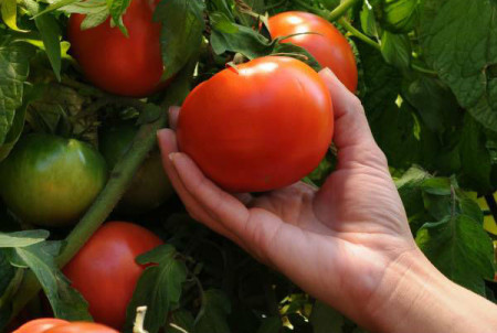Rosii Kazanova F1 VF (50 seminte) tomate nedeterminate de dimensiuni mari, hibrid si productie excelente, Superior Seeds