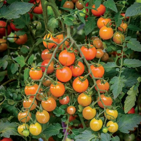 Rosii Orange Cherry (90 seminte) tomate cherry portocalii, soi timpuriu, crestere nedeterminata, Agrosem