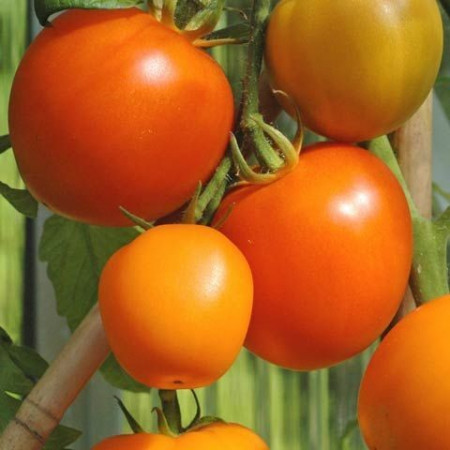 Rosii Portocalii (ORANGE) - 0.3 gr - Seminte Rosii Zloti Ozarovski de culoare portocalii