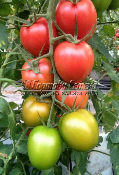 Rozabella (70 seminte) tomate Roze cu Crestere nedeterminata Soi Semitimpuriu pentru Camp, Geosem