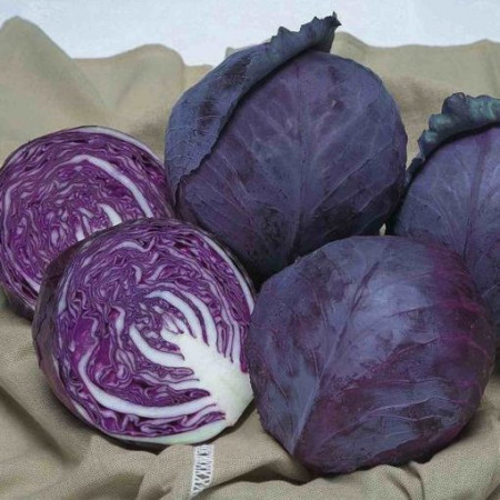 Ruby Perfection F1 (2500 seminte) varza rosie rotunda rezistenta la boli, ajunge la 2 kg, Takii Seeds