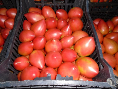 Rugby F1 (2500 seminte) de tomate nedeterminate Rugby pentru sere, Geosem Slect Bulgaria