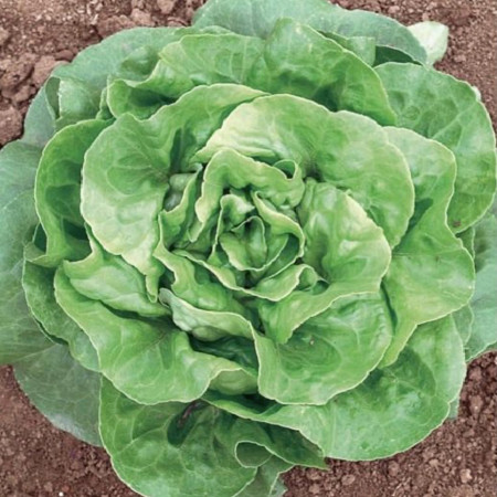 Salata Minunea Iernii Winter Marvel (1800 seminte) de salata soi semi-timpuriu de iarna, Opal