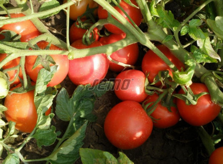 SEMAKING F1 seminte tomate (1000 sem) hibrid tomate de camp timpurii, cu fructe alungite, uniforme si coacere concentrata, planta compacta si productiva, ideal pentru procesare, Semo Cehia
