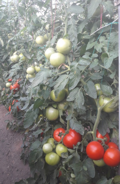 Seminte tomate Gramada F1 (5 gr), crestere nedeterminata, hibrid semitimpuriu nou, Opal